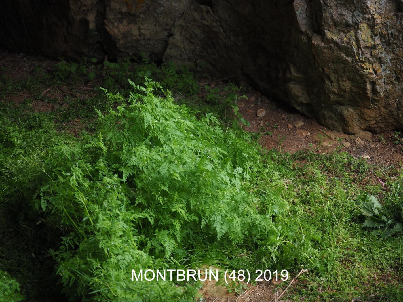 Bur Chervil plant